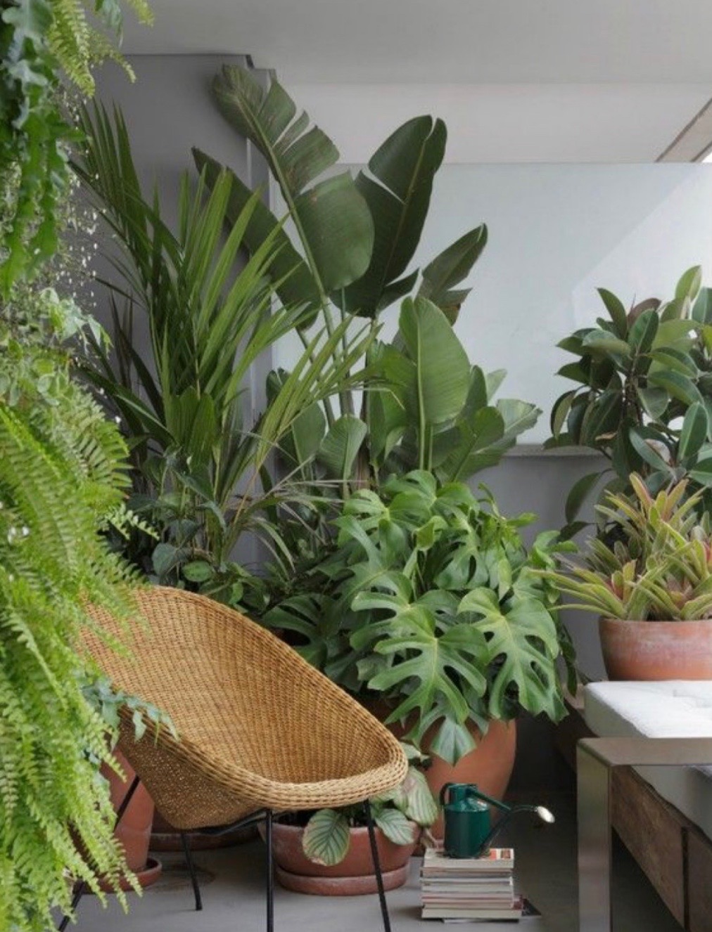 Čistia vzduch a vyrábajú kyslík: TIETO rastliny pozvite aj k vám domov